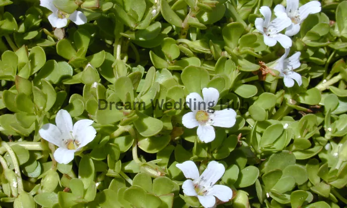 Brahmani Flower