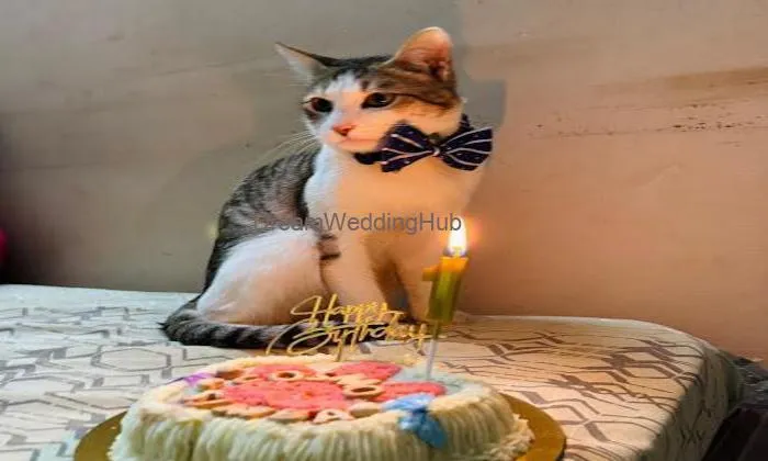 Cake For Pets By Vaagya