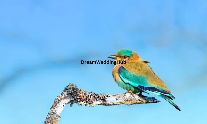 Capture O Graphy