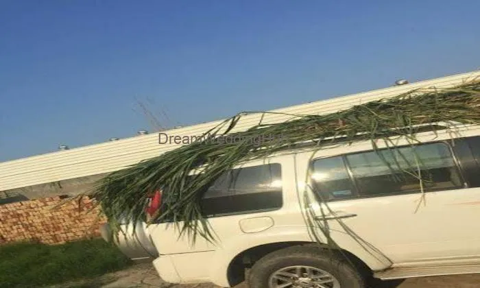 Choudhary's Farm