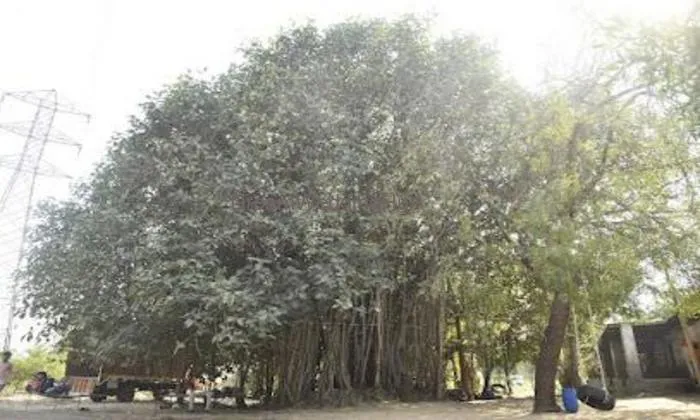 Dhanlaxmi Farm
