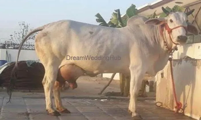 Gujjar Dairy