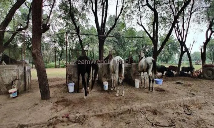 Kk Patel Stud Farm