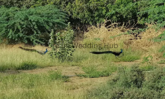 Mahadev Farm Mahadev Farm