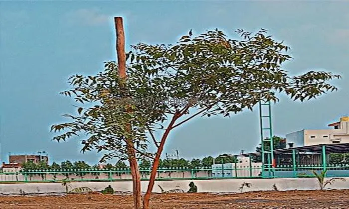 Reva Celebration Lawn