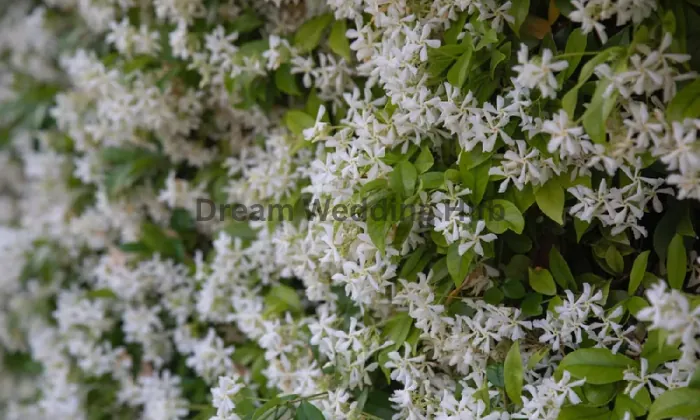 S Flowers