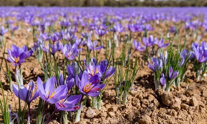 Saffron Production