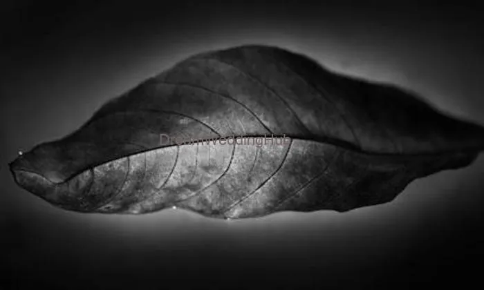 Satvic Design And Fine Art Photography