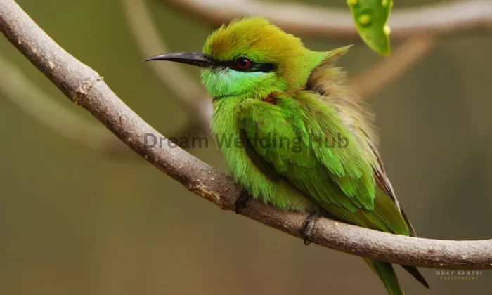 Uday Khatri Freelance Photographer